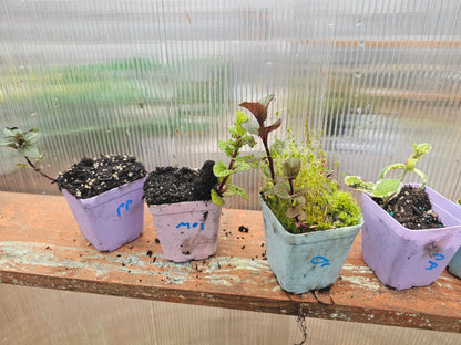 8 Pack Mint Live Mint Plants 1 Each Strawberry, Apple, Chocolate, Orange, Peppermint, Spearmint, Pineapple,Mojito Mints in 3" pots Herbs Smells Amazing Message IF You Want Custom Pack