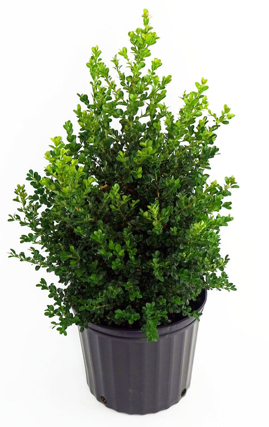 Live Plant from Green Promise Farms - Buxus Cranberry Creek (Boxwood), #2 Gallon Size Container, Evergreen