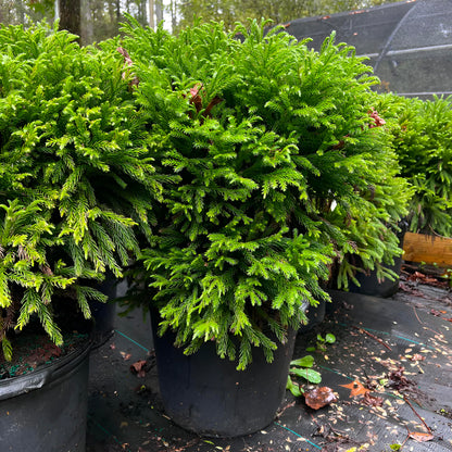 Cryptomeria Globosa Nana – Dwarf Evergreen Shrub, Compact Globe-Shaped Foliage, Hardy Live Plant for Garden & Landscape (3 Gallon/Potted/Set of 2 Plants)