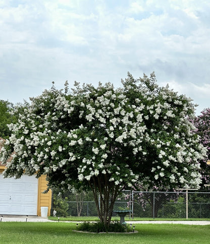 Natchez Crape Myrtle Tree Quart Containers, 6-12 Inches Tall | Fast-Growing, White Flowering Live Plant for Outdoor Landscape, Garden & Patio (6 Pack)
