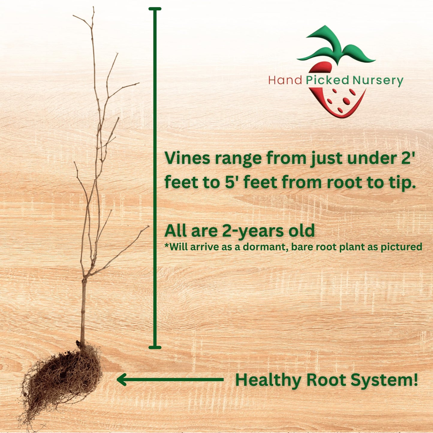 Noble Muscadine Grape Vine, Live Plant - 2-Year Old - Black, Self-Fertile Muscadine - Muscadine Grape Vines from Hand Picked Nursery (1)
