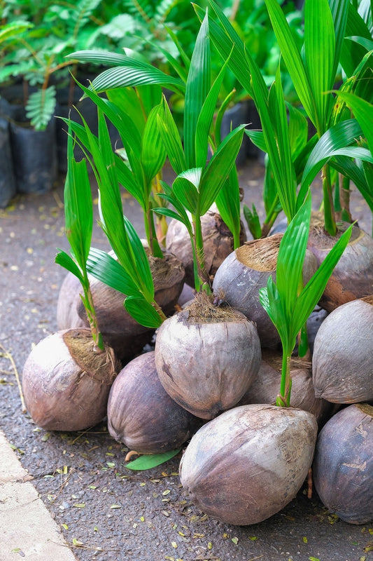 Coconut Tree, Green (Excludes Ca), Size: 12 inch