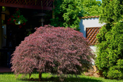 10 INABA SHIDARE Maple Weeping Red Laceleaf Japanese Acer Palmatum Dissectum Tree Seeds
