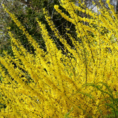 PERFECT PLANTS Lynwood Gold Forsythia Shrub 1 Gallon | Live Shrubs for Outdoor Planting | Fast Growing & Provides Privacy | Gorgeous Yellow Flower in Spring