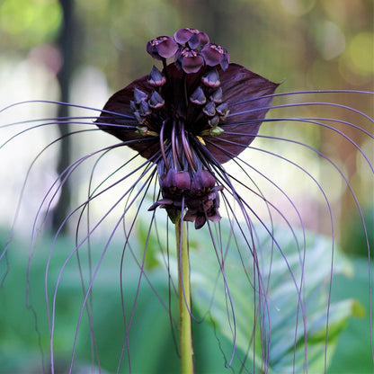 Easy to Grow Tacca Chantrieri 'Black Bat Plant' Rhizome (1 Pack) - Unusual Dark Purple-Black Blooms Spring to Fall in Tropical Gardens