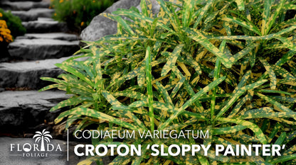 Croton Sloppy Painter Eleanor Roosevelt | 10 Live Plants | Codiaeum Variegatum | Outdoor Indoor Foliage, Tropical Houseplant, Easy Care, Vibrant Leaves, Unique Variegation, Low Light Adaptable