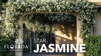 Star Confederate Jasmine | 1 Large Trade Gallon Size Plant | Trachelospermum jasminoides | Flowering Vine Plants | Evergreen Ground Cover for Landscaping