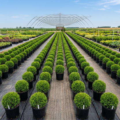 Mr Bowling Ball Live Shrub in Gallon Pot, 12-18 Inch Tall, Dwarf Arborvitae Shrub, Low Maintenance, Easy Care Evergreen Trees Live Plants for Garden Beds & Landscape