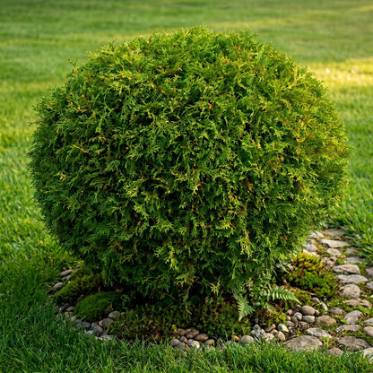 Live Mr Bowling Ball Shrub, 4-6" Tall in Quart Pot, Dwarf Arborvitae, Low Maintenance, Hardy, Decorative Evergreen Shrub with Round Shape for Garden & Landscape