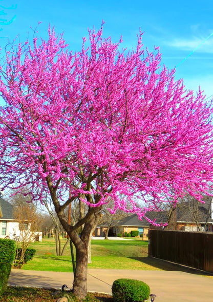 Cold Hardy Purple Pink Redbud Tree Live Plant in Quart Pot, Eastern Red Bud Plants, Vibrant Spring Blooms in Zones 4 to 9, No Leaf in Winter
