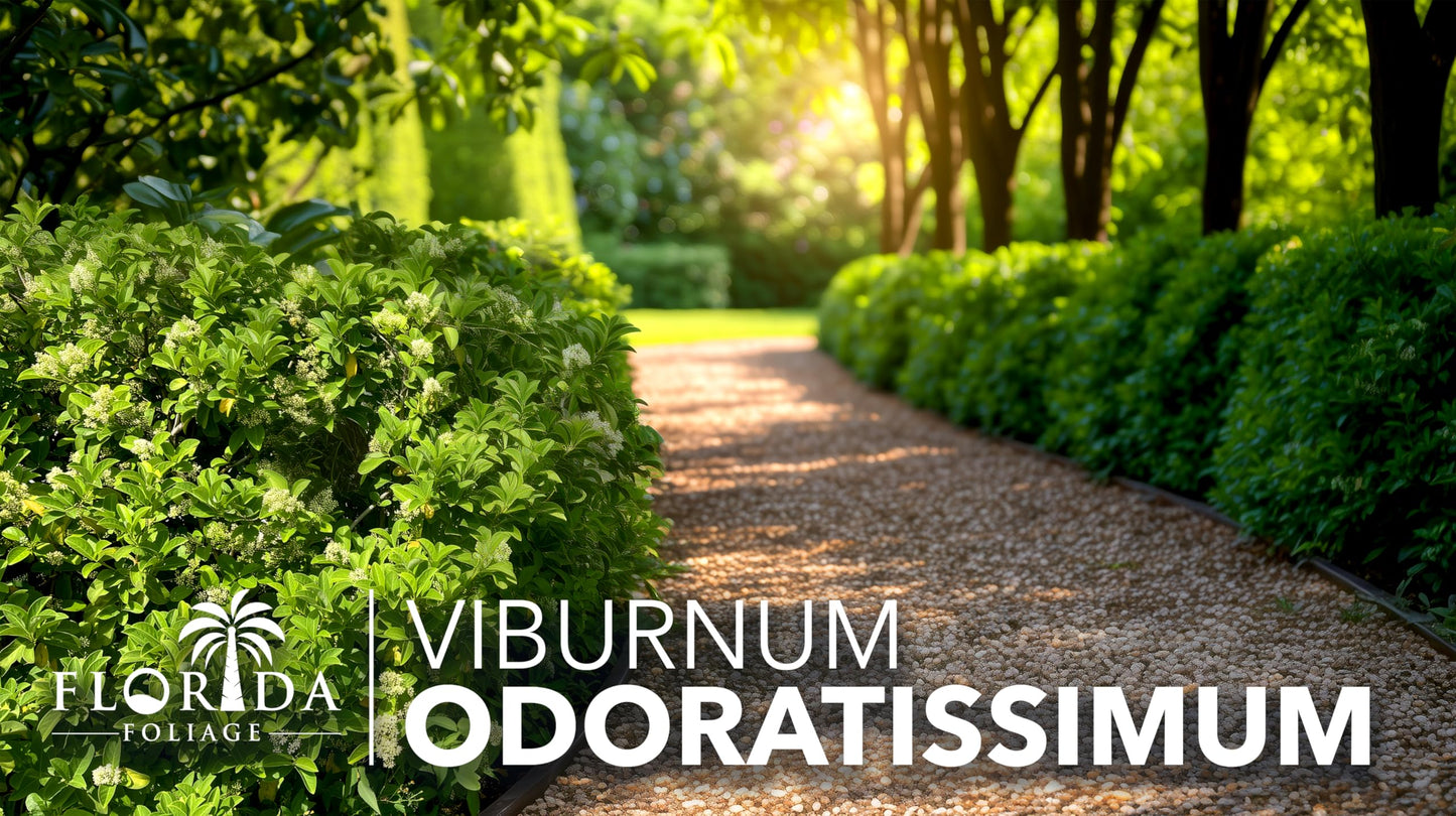 Viburnum Odoratissimum | 10 Live Plants | Viburnum odoratissimum | Fast Growing Privacy Hedge | Evergreen Screening Shrub