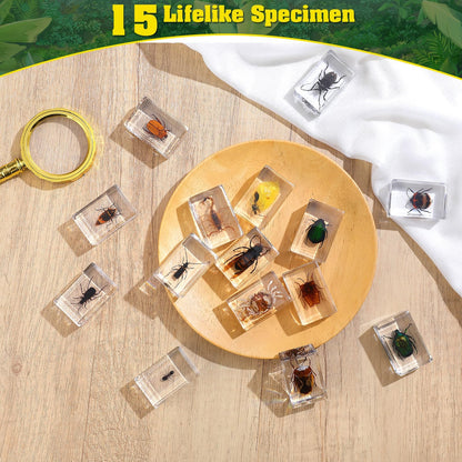 15 Insect specimens,Real Specimens of Various Butterflies and Beetles Made of Resin, Used for Science Classroom Science Education Animal Specimens, Bug Preserved,Oddities, Biology (15 Pcs Beetles)