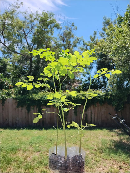 Moringa Tree Live 1 Moringa Plant with Free Moringa Seeds. Drumstick Tree - Miracle Tree - Malunggay - Easy to Grow - Herb - Vegetable - Nutrient-Dense