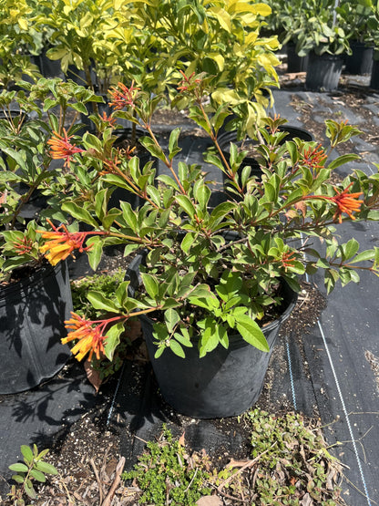 Dwarf Firebush Live Plant – Compact Hamelia Patens – Butterfly & Hummingbird Plant – Tropical Landscape Shrub – 1 Gallon