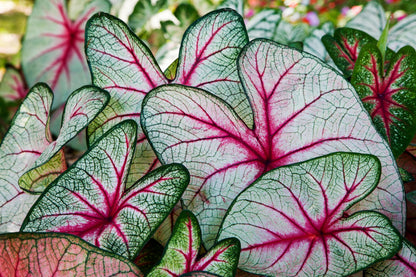 6 Angels Wings Caladium Bulbs for Planting - Perennial Hosta, Elephant Ears