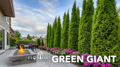 Green Giant Arborvitae | 1 Large Trade 3 Gallon Tree | Thuja Plicata | Live Evergreen Privacy Screening Plants