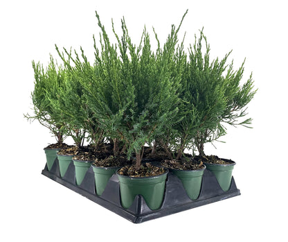 Sea Green Juniper - 1 Live 4 Inch Pot - Juniperus Chinensis - Drought Tolerant Cold Hardy Evergreen Border Screening Plant