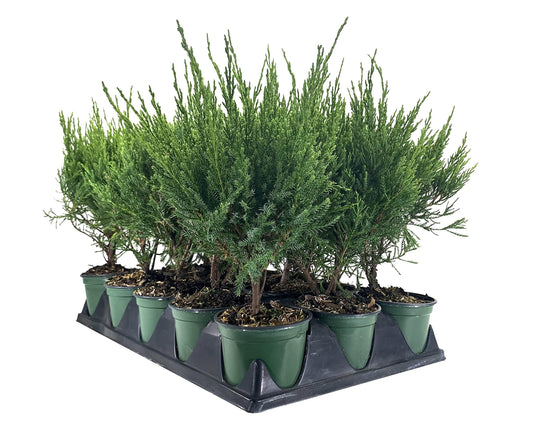 Sea Green Juniper - 1 Live 4 Inch Pot - Juniperus Chinensis - Drought Tolerant Cold Hardy Evergreen Border Screening Plant