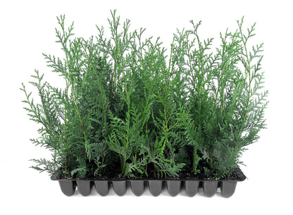 Leyland Cypress | 10 Live Plants | Cupressus × leylandii | Fast Growing Evergreen Trees | Privacy Hedge Plants for Landscaping