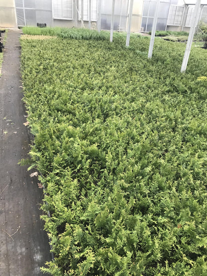 10 Arborvitae Green Giant Thuja Plicata 2.5 inch Pot 6-12" Tall