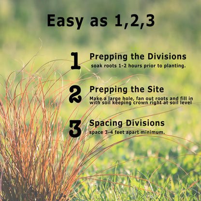 Bloomingbulb Ornamental Grass, Zebra Grass, Outdoor Planting, Decorative Garden, 3 Root Divisions, Zones 4-9a