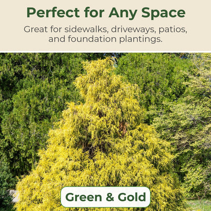 Gold Mop Cypress Shrub - Low Maintenance Plant - Grows Upto 5' x 5' - Thrives in Full Sun in 3 Gal Grower Pot - Golden Evergreen Plant for Landscaping, Sidewalks & Driveways