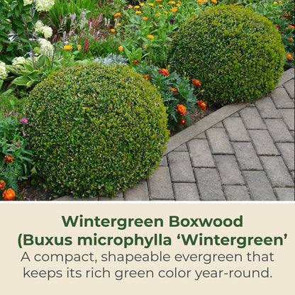 Wintergreen Boxwood Live Evergreen Shrub – Dense Green Foliage Grows Upto 4 ft in 1 Gal Grower Container – Easy-Prune Landscape Plant for Borders, Hedges & English Gardens, USDA Zones 4–9, 1-Pack