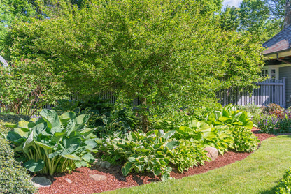 3 Big & Giant Hosta Perennial Mix, Blue-Green and Yellow-Green Masssive Large Leaves | Perfect for Trim, Shade, Flower and Landscaper Gardens Attract Butterflies and Pollinatiors