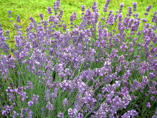 Lavandula ang. 'Munstead Strain' (Lavender) Perennial, lavender flowers, 1 - Size Container