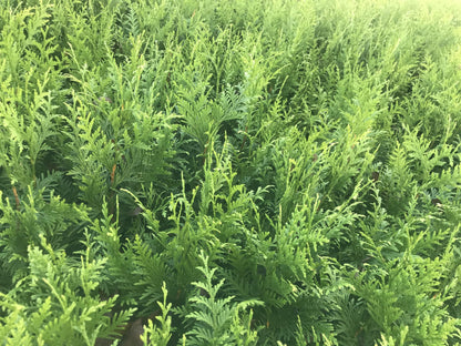 10 Arborvitae Green Giant Thuja Plicata 2.5 inch Pot 6-12" Tall