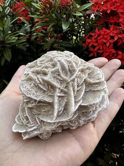 GAF TREASURES XL Raw Desert Rose, 3-4" Natural Rough Desert Rose, Desert Rose Rough, Desert Rose Healing Rough Crystal (Desert Rose, 0.5-1 lb)