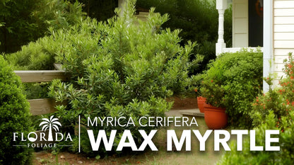 Wax Myrtle | 3 Live Plants | Myrica Cerifera | Fast Growing Shrub, Privacy Screen, Evergreen Foliage, Ornamental, Drought Tolerant, Low Maintenance, Garden Landscape