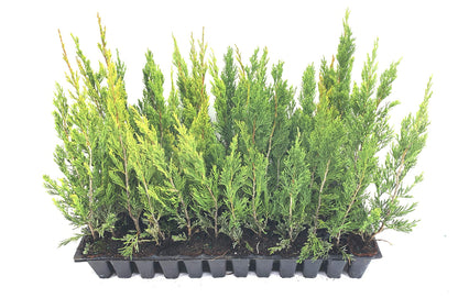 Spartan Juniper - 60 Live Trees - Juniperus Chinensis