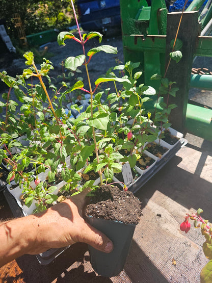 one Large 1 Foot (10-14" Tall) Live Southgate Fuchsia Fuschia Plant (White/Pink) Bush Shrub Butterfly Hummingbird Attraction pollinator in a 5" Pot, Well Rooted Flowers semi-Shade