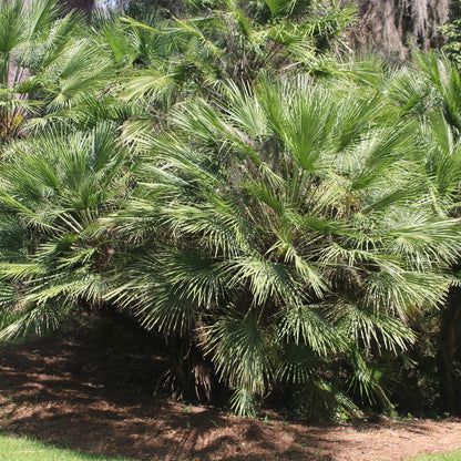 Windmill Palm 1 Gallon