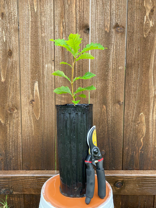 Chinkapin Oak Tree Sapling, Live Quercus Muehlenbergii Plant, Native Shade Tree for Home Garden and Landscaping