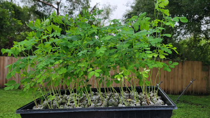 Moringa Plants 5 Moringa Trees Live Plants with Free Moringa Seeds - Moringa Oleifera - Drumstick Tree - Miracle Tree - Natural Herb