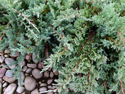 Juniper Blue Chip | 10 Live 4 Inch Pots | Juniperus horizontalis 'Blue Chip' | Low-Maintenance Ground Cover Plants | Drought-Tolerant Landscaping Shrub