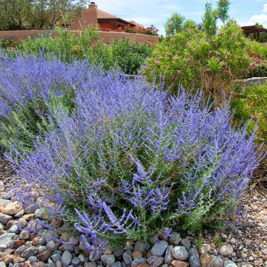 Clovers Garden Russian Sage Plants – Two (2) Live Plants – Non-GMO - Not Seeds - Each 4" to 8" Tall – in 4" Inch Pots – Hardy Flowering Perennial, Pollinator Favorite