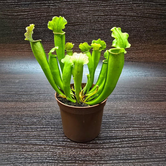 Velvet Trumpet Pitcher Plant - 1 Live Starter Plant - Sarracenia - Beautiful Colorful Easy Care