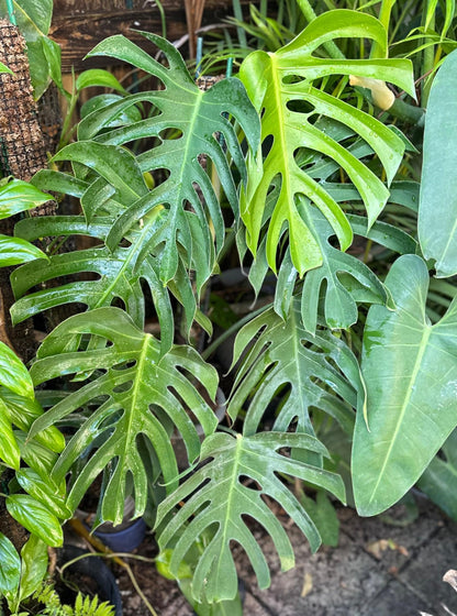 RedCrocus - RedCrocus Swiss Cheese Plant Monstera deliciosa - Indoor Tropical Foliage, Office Decor, Plant Lover Gift 12" Pot