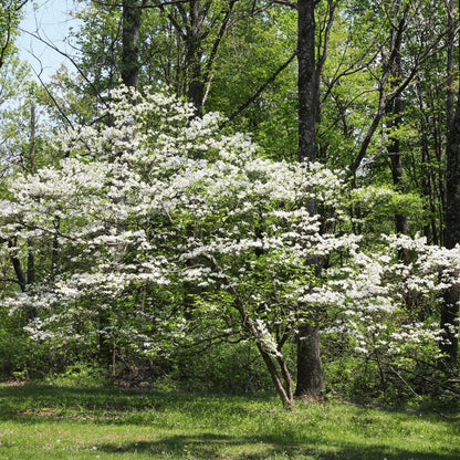 2 White Dogwood Tree Live Plants Bare Roots, 12 to 18'' Tall, Dogwood Flowering Plant Live