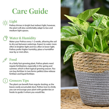 American Plant Exchange Golden Pothos – 6-Inch Pot – Live Easy Care Vining Houseplant, Air Purifying Indoor Plant for Home, Office, or Garden Decor