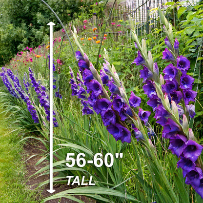 Garden State Bulb Purple Flora Gladiolus Flower Bulbs, 12/14cm, Spring Planting (Bag of 60)