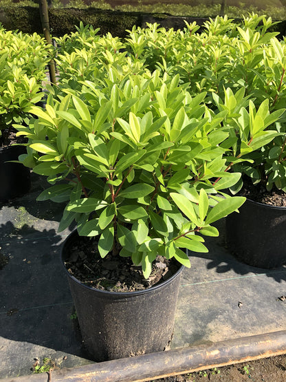 Illicium 'Florida Sunshine' (3 Gallon)