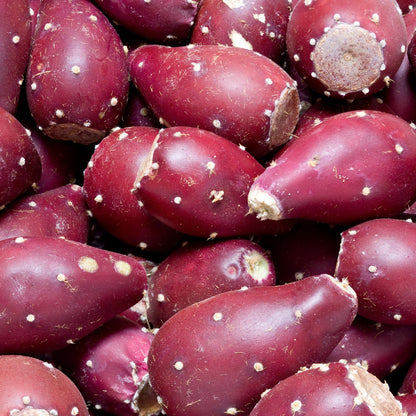 Live Purple Prickly Pear Cactus Plant for Planting, 8 Months Old, 4 to 6 Inch Potted Cactus Plant, Hardy Succulent for Home or Garden