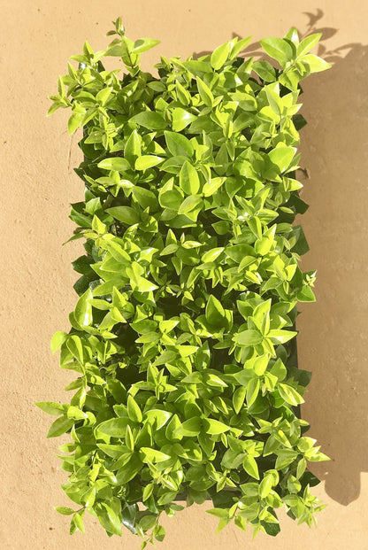 Ligustrum Waxleaf Privet - 15 Live Plants - Evergreen Privacy Hedge