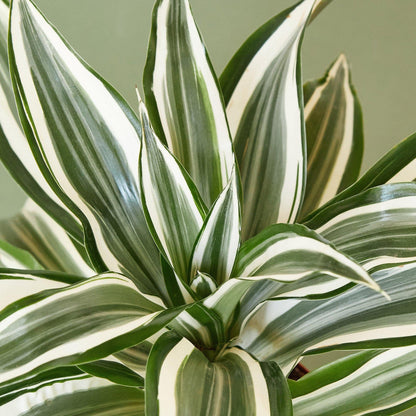 Dracaena 'Warneckii White Jewel' | Live Plant for Indoor & Outdoor | for Living Room, Office, Bathroom | (4" Pot)