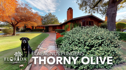 Elaeagnus Pungens I 3 Live Plants I Thorny Olive I Hardy Evergreen Shrub with Fragrant Blooms, Perfect for Hedges, Screening & Ornamental Garden Display