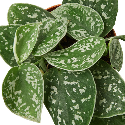 Pothos Satin | Live Plant for Indoor & Outdoor | for Living Room, Office, Bathroom | (4" Pot)